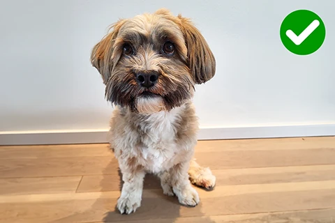 dog sitting up for pet portrait