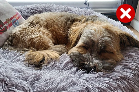 dog curled up and sleeping