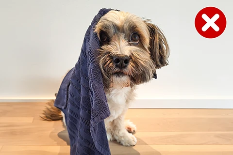 dog covered by a towel